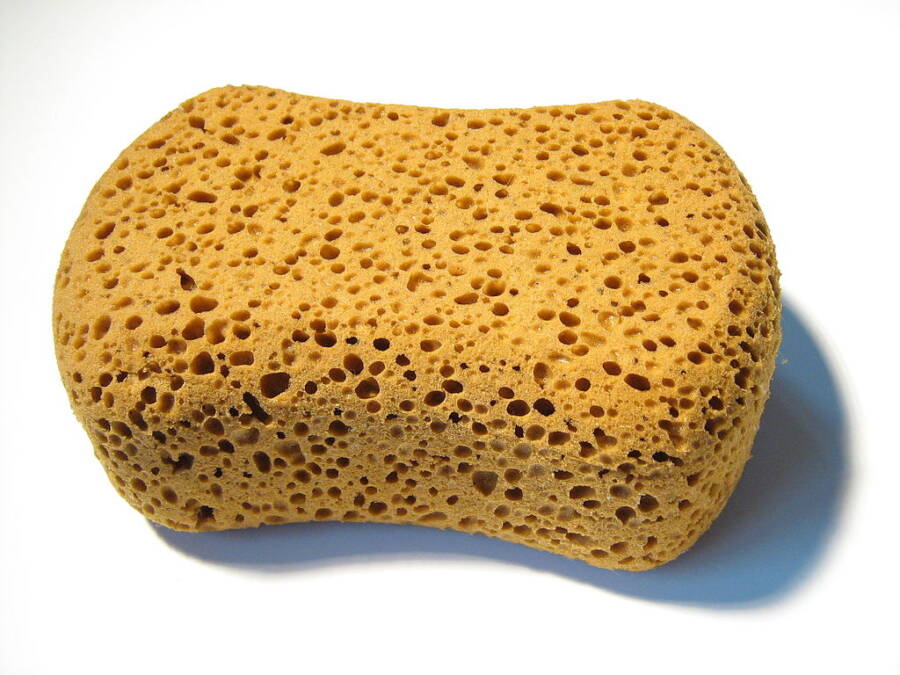 Sponge Trypophobia