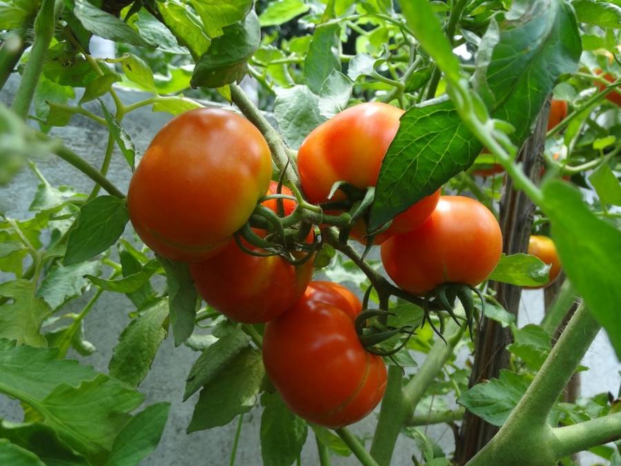Tomatoes On A Vine