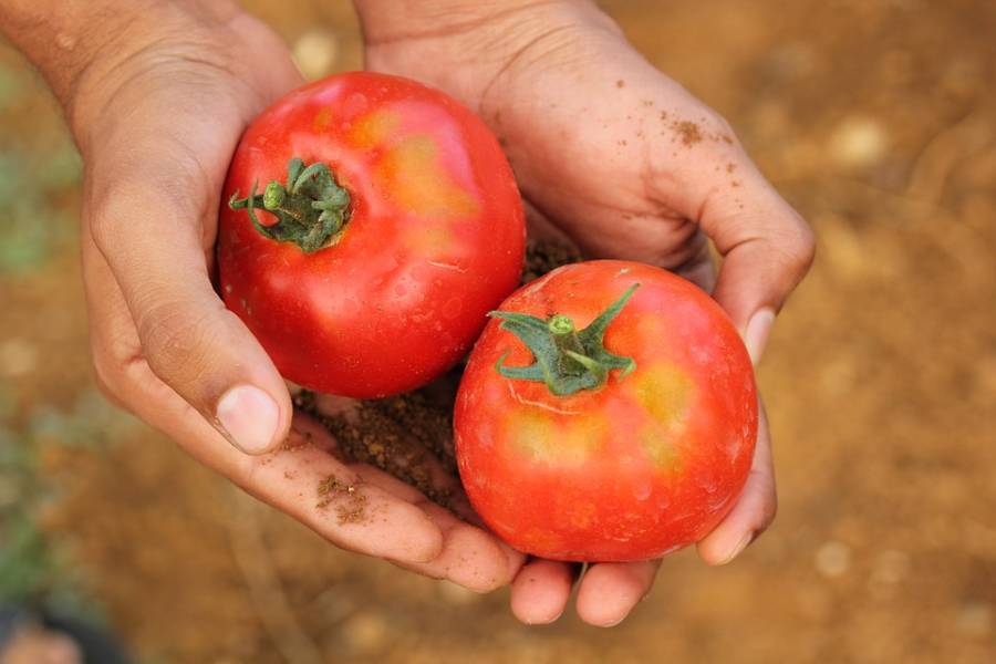 Tomatoes In Hand