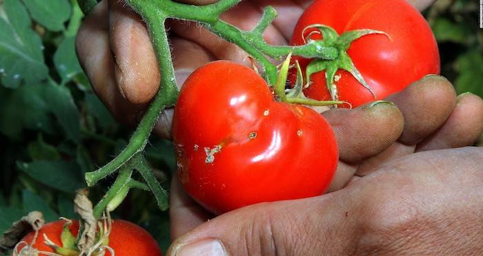 Tomatoes With Pesticide