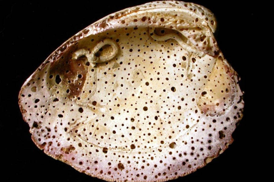 Trypophobia Pattern On A Shell