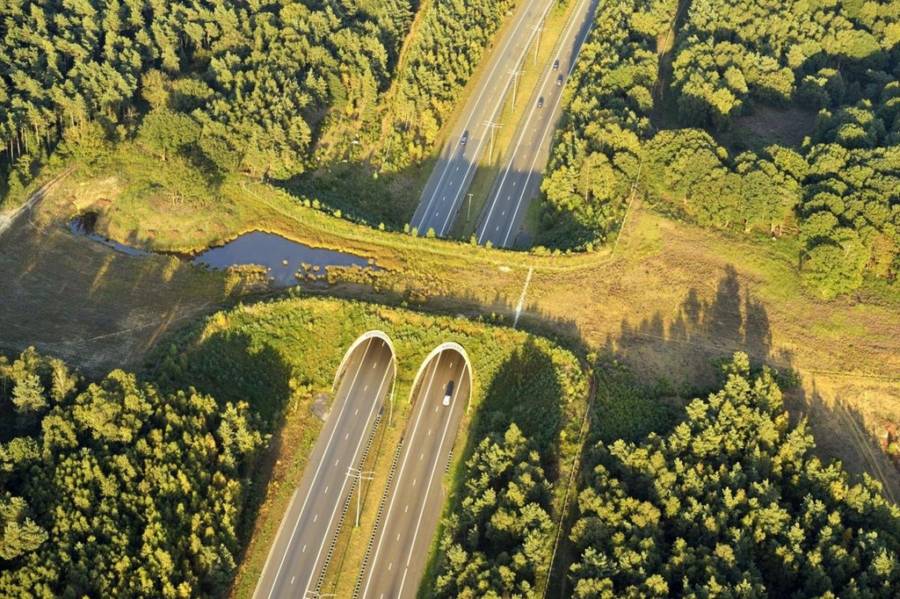 How do wildlife know to use animal bridges and crossings