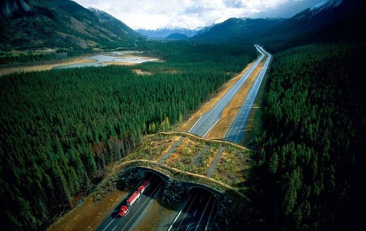 Wavy Tree Bridge Over Wilderness Highway