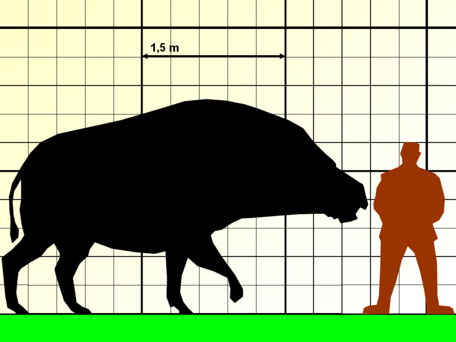 Illustration Of Fang-Toothed Pig
