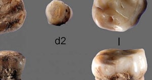 Ancient Baby Teeth Floating In Space