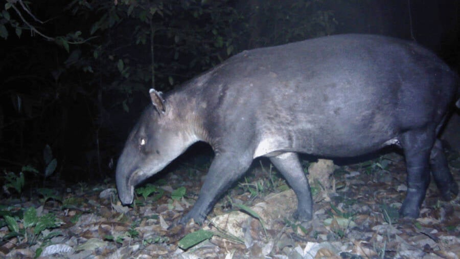 Bairds Tapir