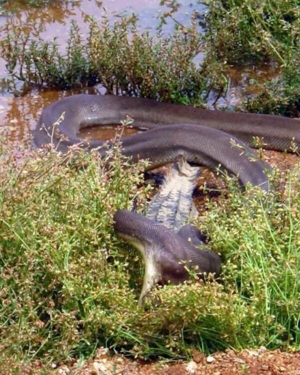 Big Snake Attacks Johnstone Crocodile