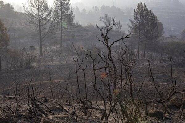 Catalonia Wildfire Ashen Forest