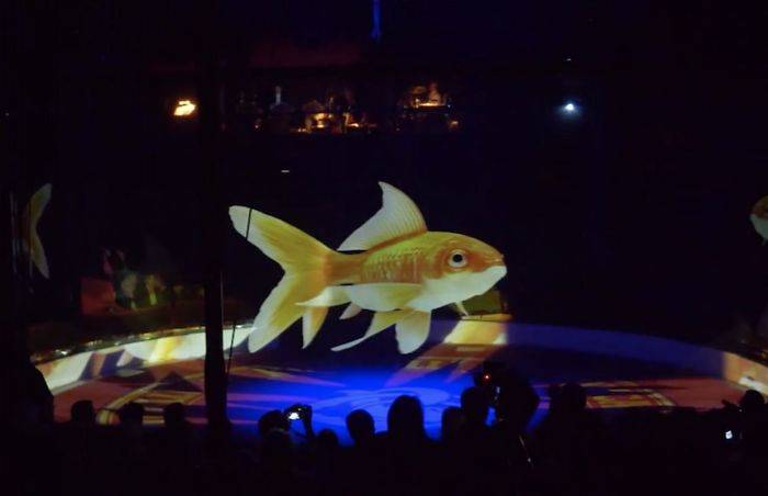 Goldfish Projection