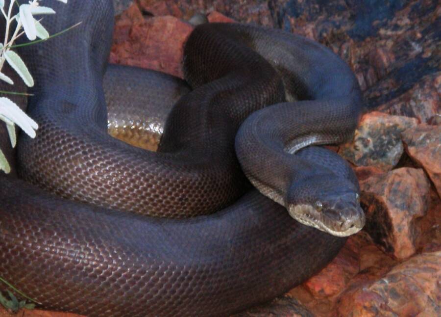 Coiled Up Olive Python