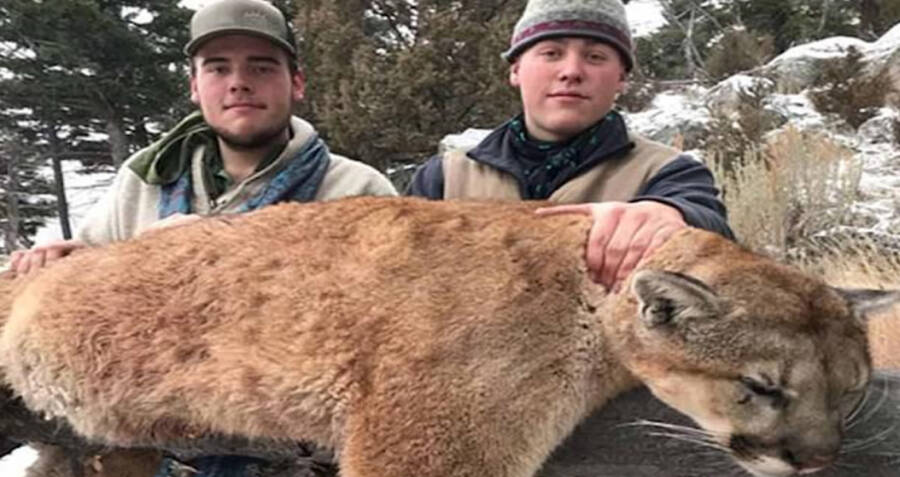 Dead Mountain Lion Held By Hunters