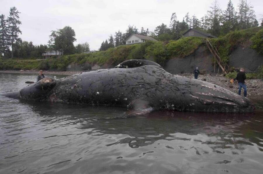 Dead Whale In Port Ludlow
