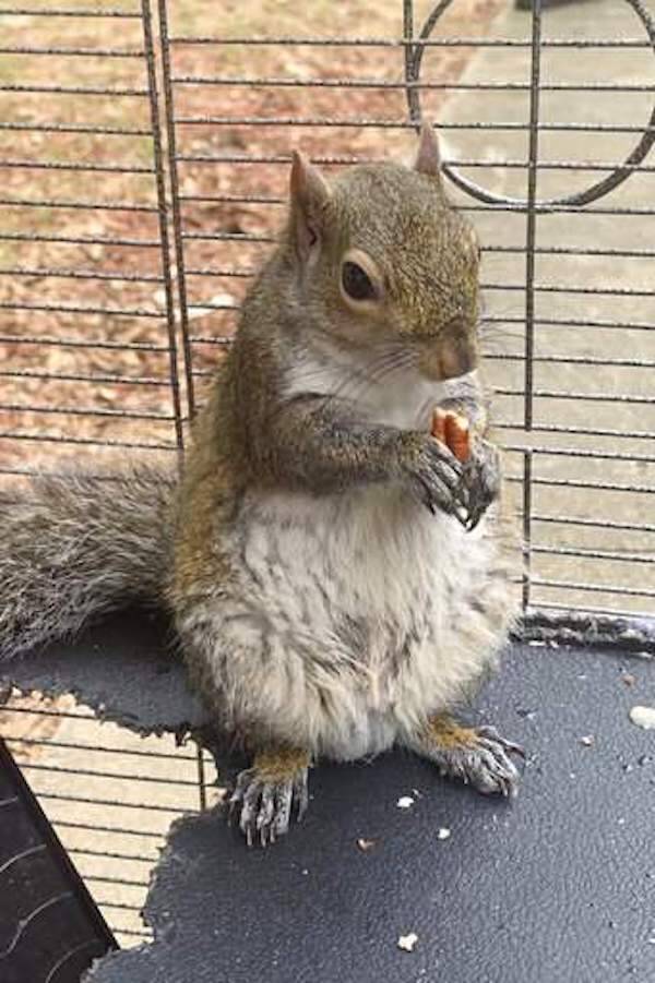 Deeznutz Squirrel