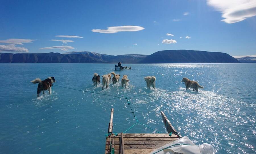 Dogs Sled Through Melted Ice