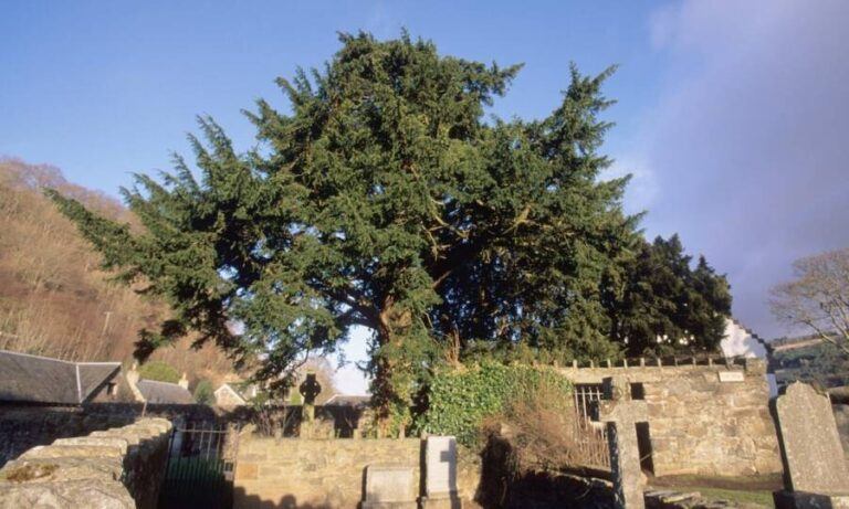 the-fortingall-yew-is-the-oldest-tree-in-europe-and-tourists-are-killing-it