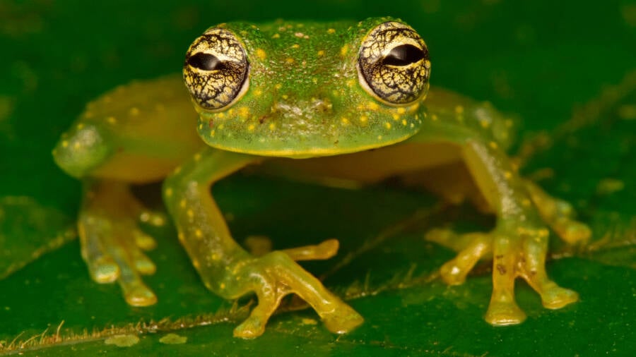 Glass Frog