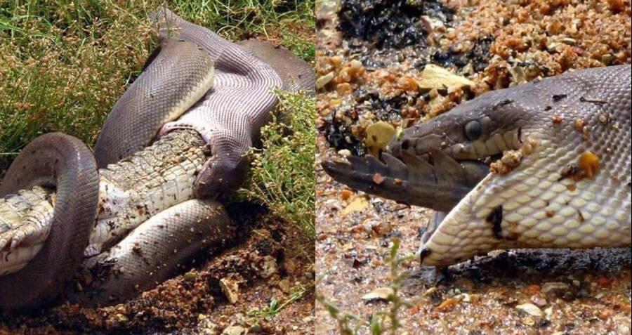 Huge Olive Python Swallows A Crocodile Whole In Australia