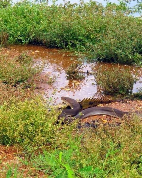 Huge Snake Nears Johnstone Crocodile