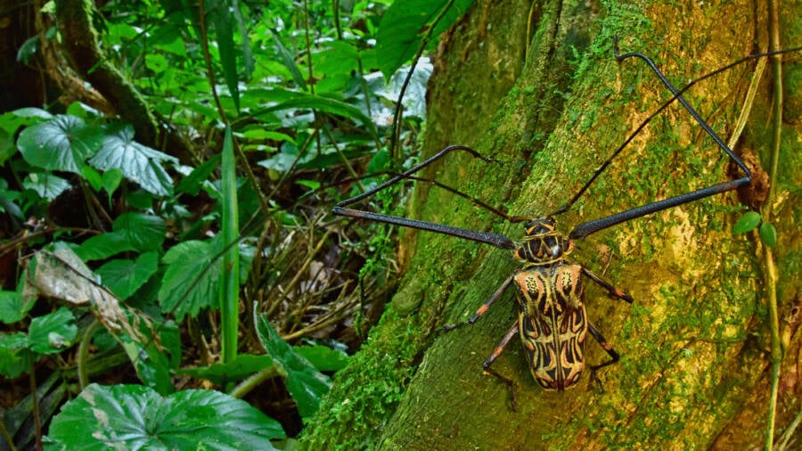 Male Harlequin Beetle