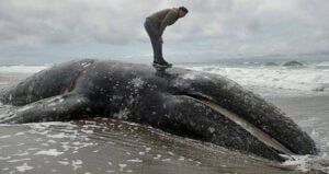 Man Stands On Whale Carcass