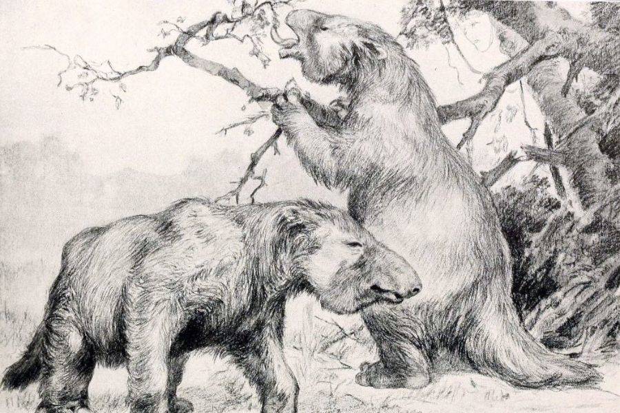 Illustration Of Megatherium