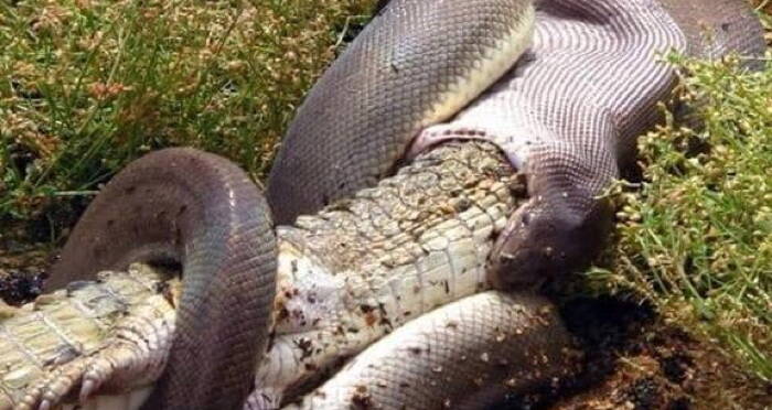 Huge Olive Python Swallows A Crocodile Whole In Australia