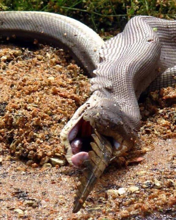 Olive Python Finishes Swallowing Johnstone Crocodile