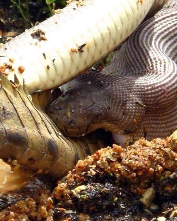 Olive Python With Unhinged Jaws Around Johnstone Crocodile