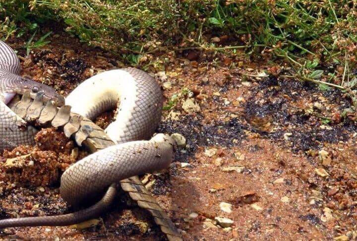 Olive Python Wraps Around Johnstone Crocodile