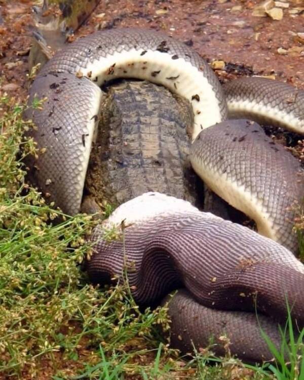Python Swallowing Johnstone Crocodile