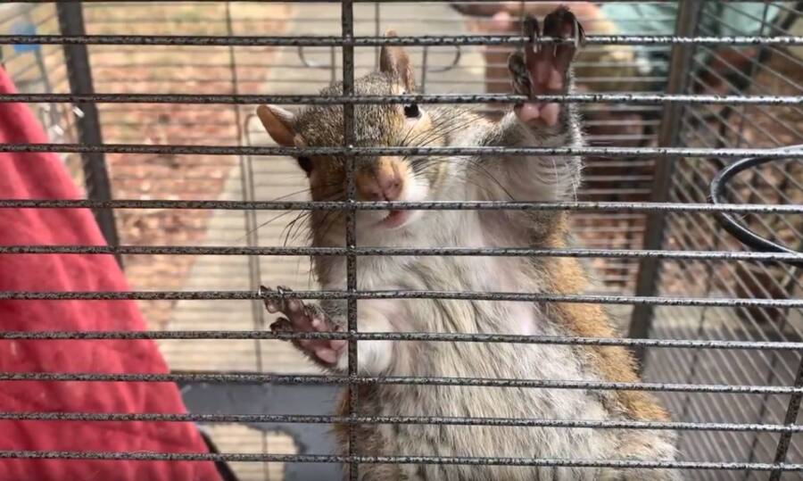 Squirrel Climbing Bars On Cage