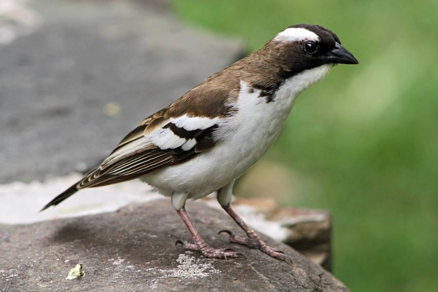 White And Brown Sparrow Posing On Rock