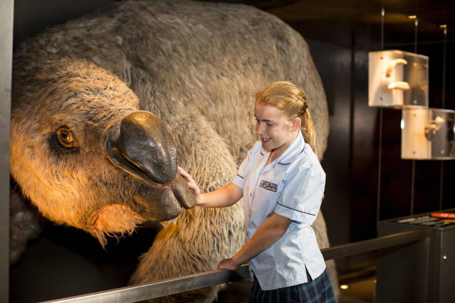 Giant Wombat Replica