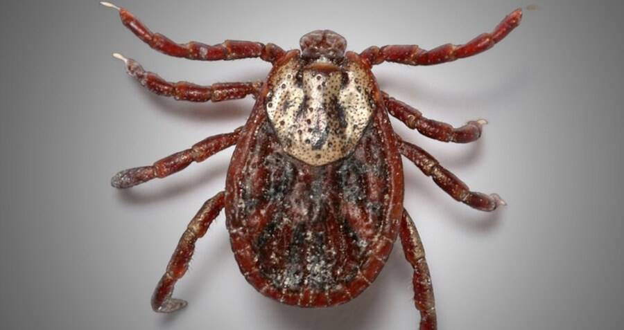 Asian Longhorned Tick From Above 