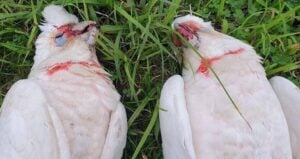 Bloody Corella Birds