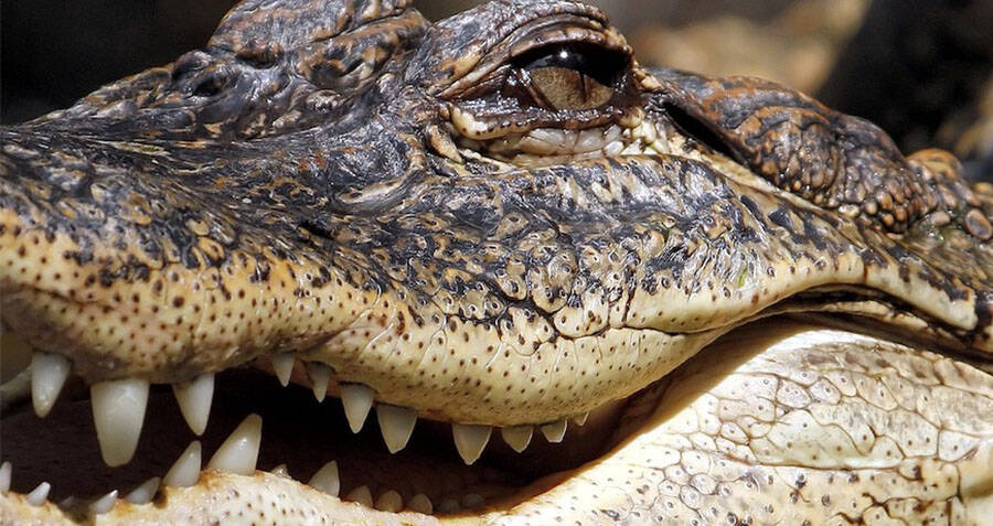 Florida Man Befriends 10-Foot Gator, Gets Arrested For Feeding It Bagels