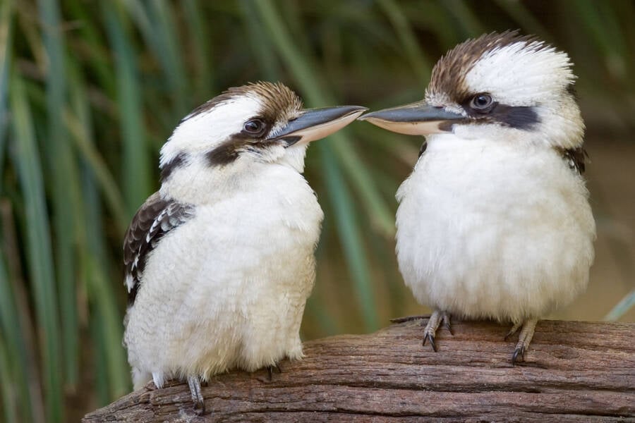 Kookaburra Birds