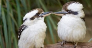 Kookaburras