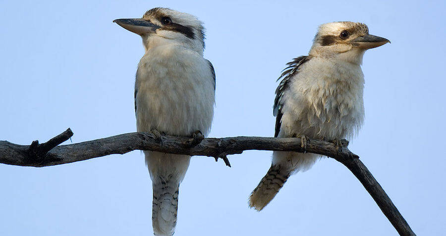 Horny Birds Mating On Power Line Cause Power Outage In Australia 7070