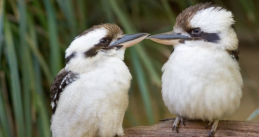 Horny Birds Mating On Power Line Cause Power Outage In Australia 8334