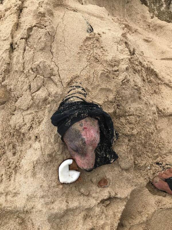 Dog Buried Alive In Hawaii