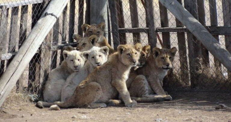 Lion Cubs Inside Big Cat Farm