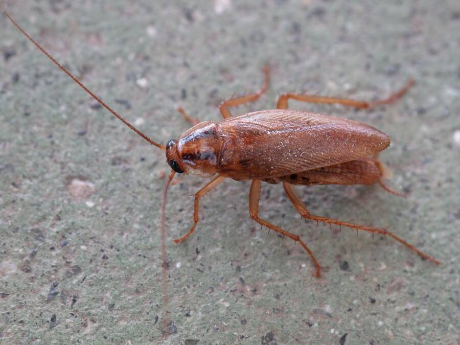 Red German Cockroach
