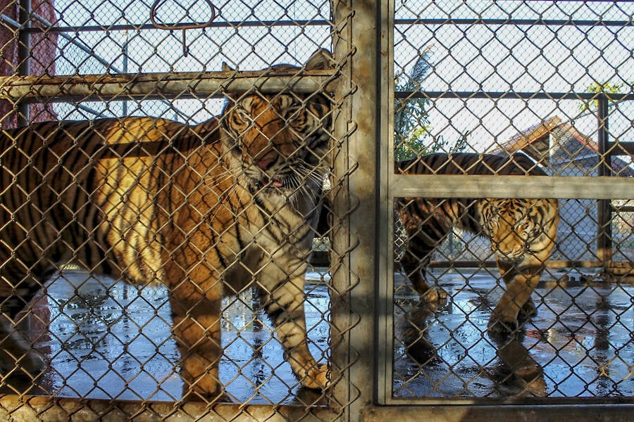 Tigers In Cages