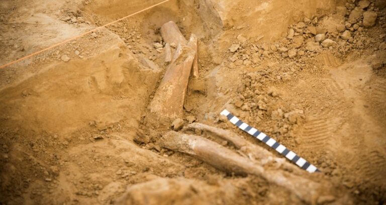 Waterloo Bone Excavation Featured