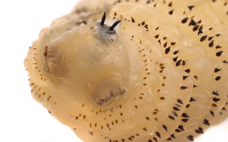 Botfly Larvae