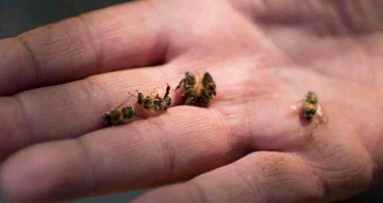 Dead Bees On Human Palm
