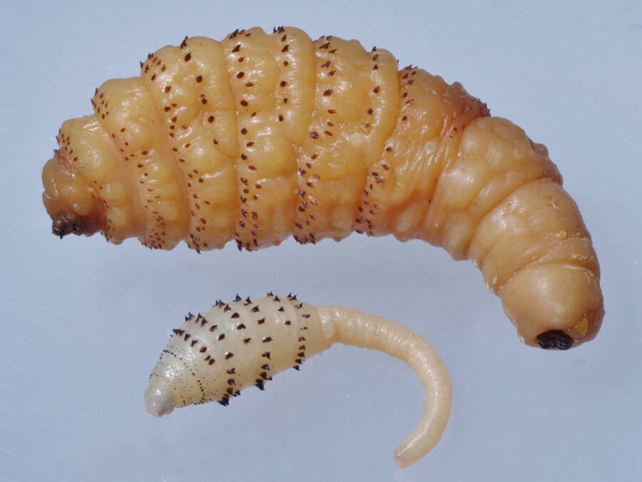 Dermatobia Botfly Larvae