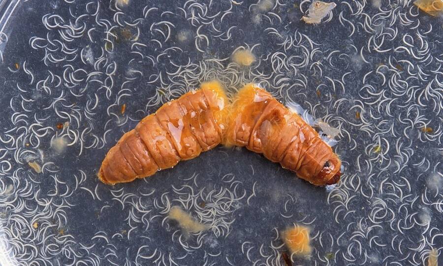 Entomopathogenic Nematode Inside Moth