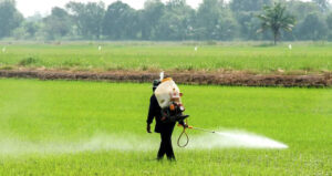 Farmer Spraying Roundup On Crops